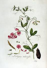 Attēlu rezultāti vaicājumam “Lathyrus tuberosus bud”