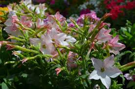 Attēlu rezultāti vaicājumam “Nicotiana tabacum flower”