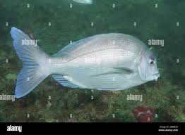 Image result for Pachymetopon grande