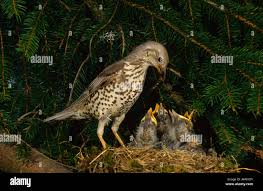 Attēlu rezultāti vaicājumam “Turdus viscivorus nest”