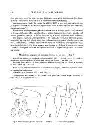 Image result for Melanoleuca rasilis var. pseudoluscina