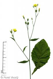 Attēlu rezultāti vaicājumam “Lapsana communis flower”