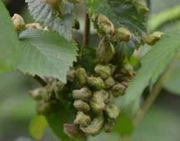 Attēlu rezultāti vaicājumam “Tetraneura ulmi”