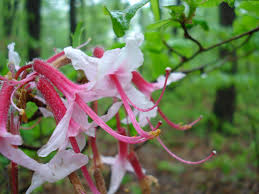 Attēlu rezultāti vaicājumam “Rhododendron periclymenoides flower”