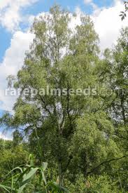 Attēlu rezultāti vaicājumam “Betula pubescens”