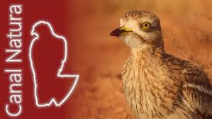 Image result for Burhinus oedicnemus