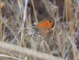 Attēlu rezultāti vaicājumam “Coenonympha pamphilus upperside”