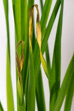 Attēlu rezultāti vaicājumam “Narcissus leaf”