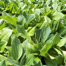 Attēlu rezultāti vaicājumam “Rudbeckia hirta var. hirta leaf”