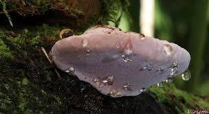 Attēlu rezultāti vaicājumam “Fomitopsis rosea”