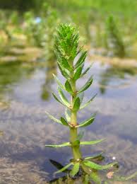 Attēlu rezultāti vaicājumam “Myriophyllum alterniflorum leaf”