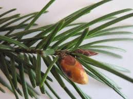 Attēlu rezultāti vaicājumam “Pseudotsuga menziesii fruit”