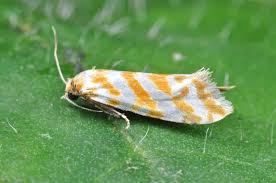 Attēlu rezultāti vaicājumam “Aethes margaritana”