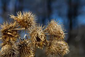 Attēlu rezultāti vaicājumam “Arctium tomentosum fruit”