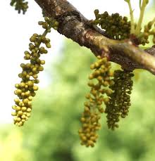 Attēlu rezultāti vaicājumam “Gleditsia triacanthos fruit”