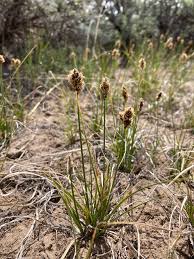 Attēlu rezultāti vaicājumam “Carex chordorrhiza leaf”