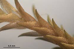 Attēlu rezultāti vaicājumam “Sphagnum quinquefarium”