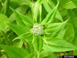 Attēlu rezultāti vaicājumam “Hesperis matronalis leaf”