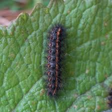 Attēlu rezultāti vaicājumam “Spilosoma lubricipeda”