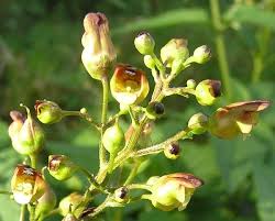 Attēlu rezultāti vaicājumam “Scrophularia nodosa fruit”