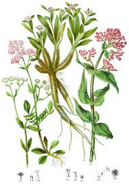 Attēlu rezultāti vaicājumam “Valerianaceae”