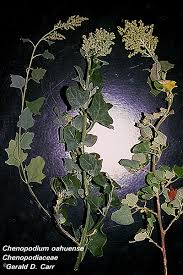 Attēlu rezultāti vaicājumam “Chenopodiaceae”