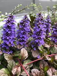 Attēlu rezultāti vaicājumam “Ajuga reptans leaf”