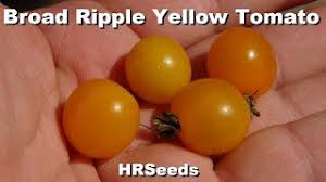 Afbeeldingsresultaat voor broad ripple yellow currant tomato