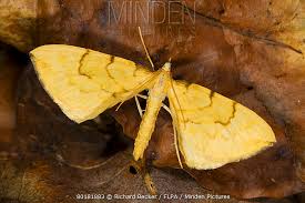 Attēlu rezultāti vaicājumam “Eulithis pyraliata”