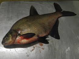 Image result for Abramis brama