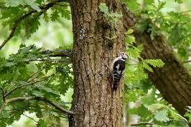 Attēlu rezultāti vaicājumam “Dendrocopos medius nest”