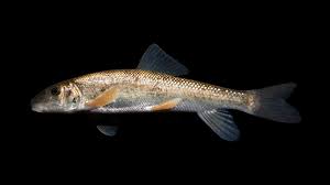 Image result for Catostomus commersonii