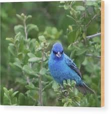 Image result for Passerina cyanea