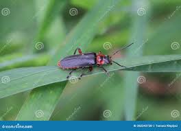 Attēlu rezultāti vaicājumam “Cantharis fusca larva”