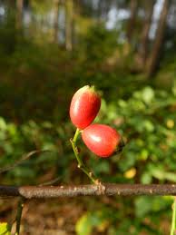 Attēlu rezultāti vaicājumam “Cotoneaster divaricatus fruit”