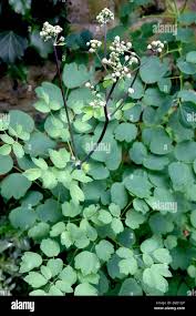 Attēlu rezultāti vaicājumam “Thalictrum aquilegifolium bud”