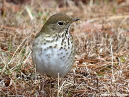 Image result for Catharus guttatus