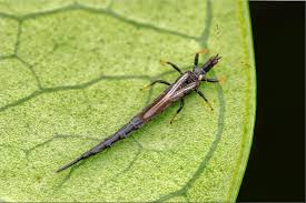 Attēlu rezultāti vaicājumam “Thysanoptera”