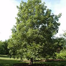 Attēlu rezultāti vaicājumam “Acer campestre”