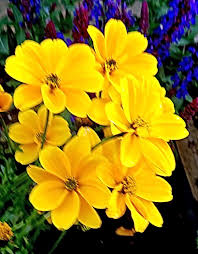 Attēlu rezultāti vaicājumam “Tagetes”