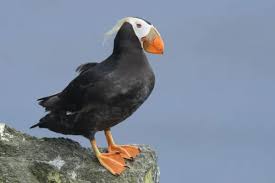 Image result for Fratercula cirrhata