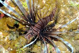 Image result for Pterois volitans