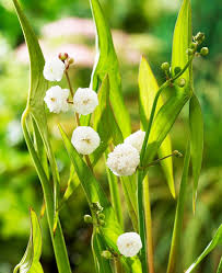 Attēlu rezultāti vaicājumam “Sagittaria sagittifolia leaf”