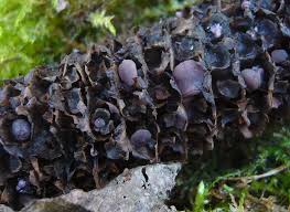Attēlu rezultāti vaicājumam “Ombrophila violacea spores”