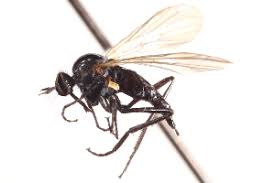 Attēlu rezultāti vaicājumam “Empis sp.”