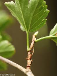 Attēlu rezultāti vaicājumam “Ribes alpinum leaf”