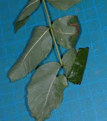 Attēlu rezultāti vaicājumam “Gracillaria syringella larva”