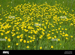 Attēlu rezultāti vaicājumam “Hieracium murorum bud”