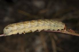 Attēlu rezultāti vaicājumam “Xestia baja”