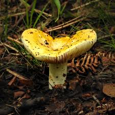 Attēlu rezultāti vaicājumam “Russulales”